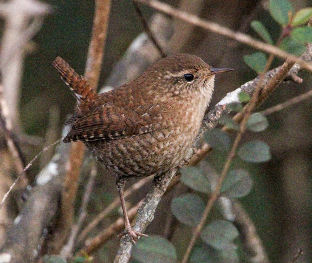 Winter Wren - ML646774403