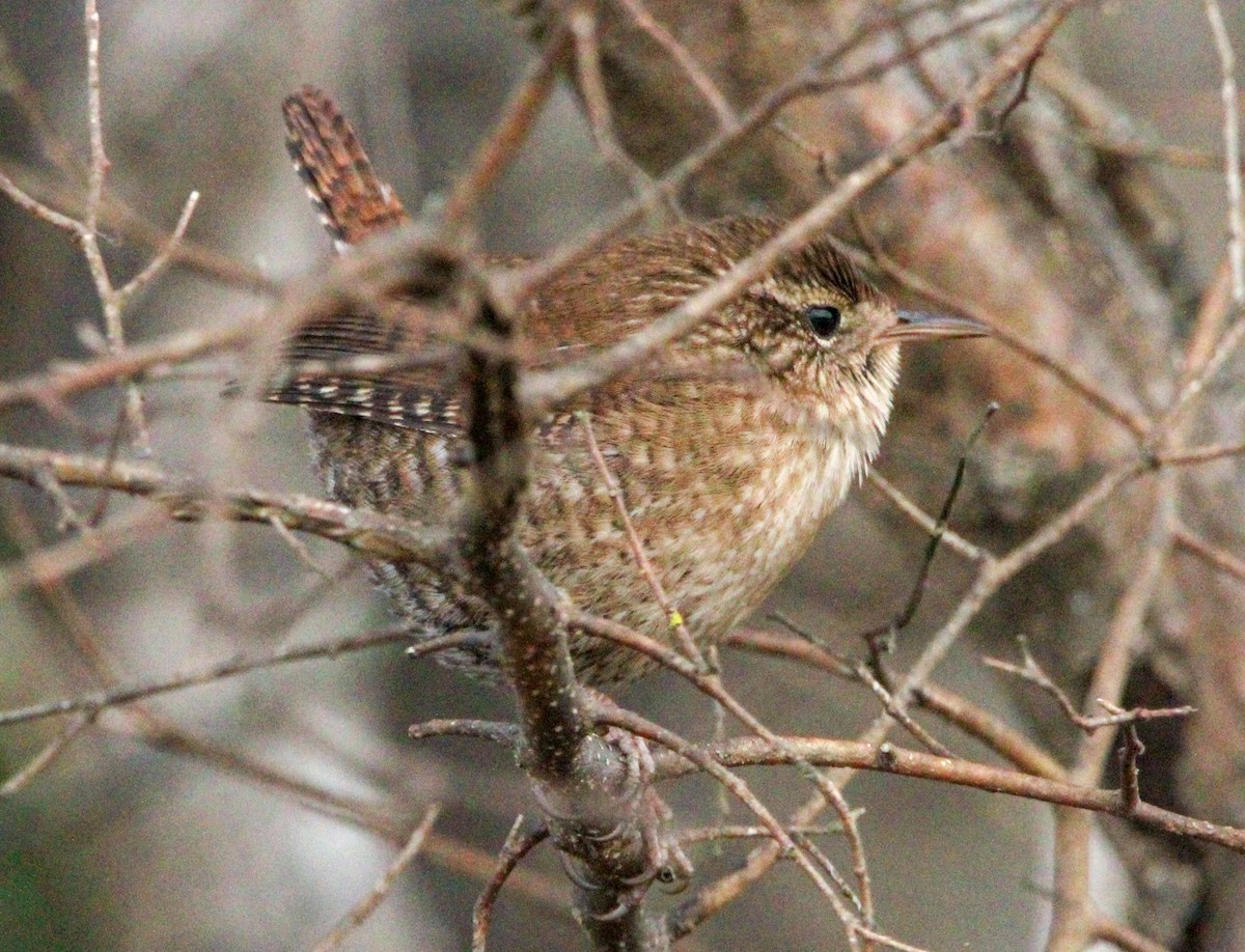 Winter Wren - ML646774404