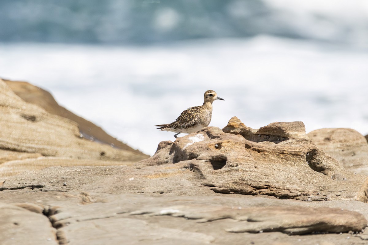 Urre-txirri siberiarra - ML646774405