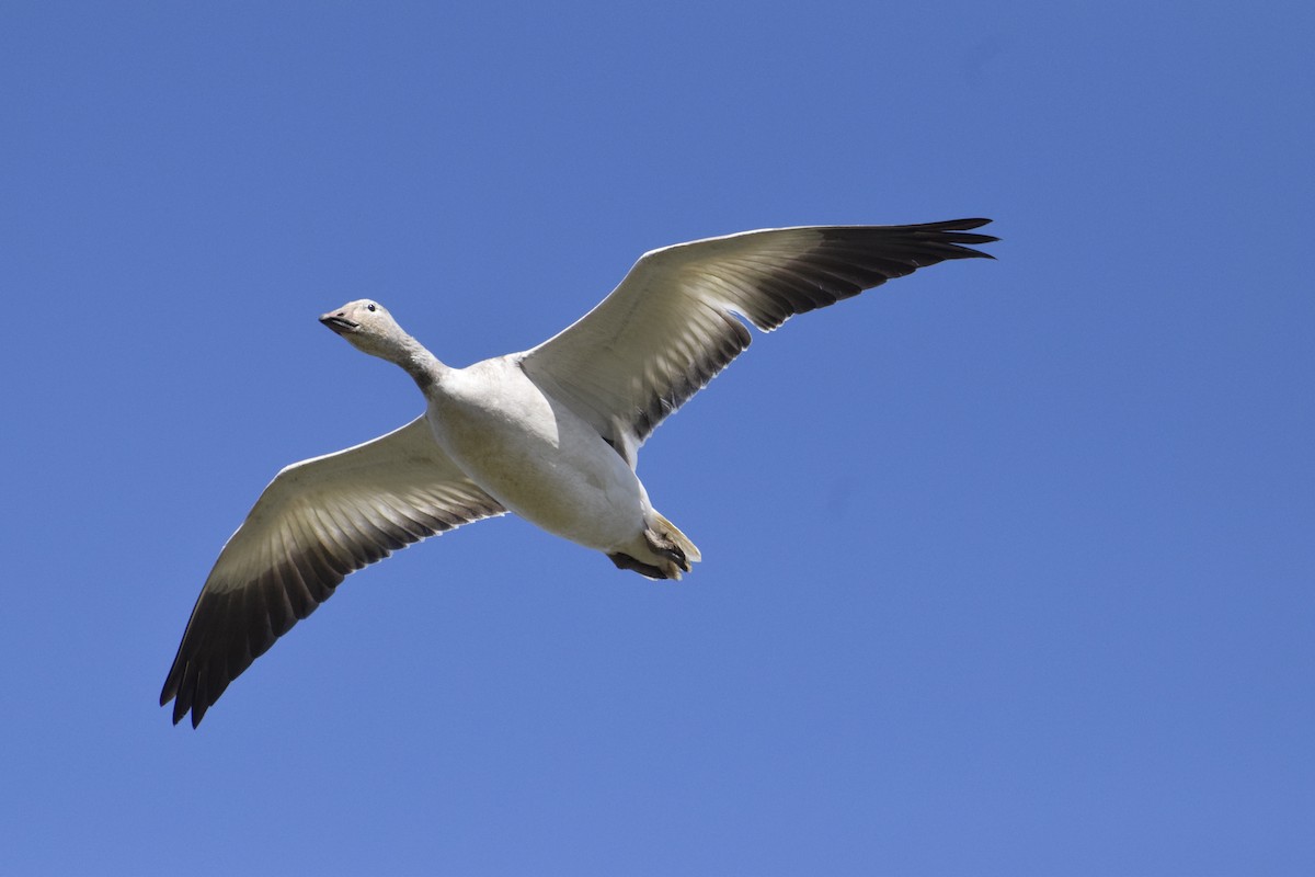 Snow Goose - ML646774406