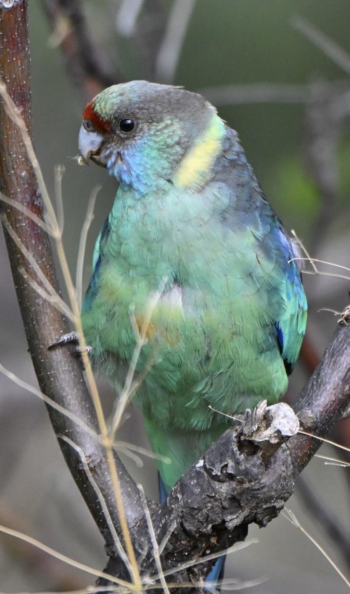 Australian Ringneck (Mallee) - ML646774407