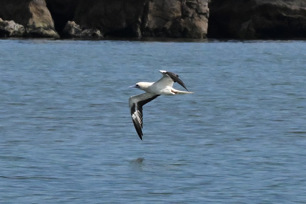 Zanga hankagorria - ML646774409