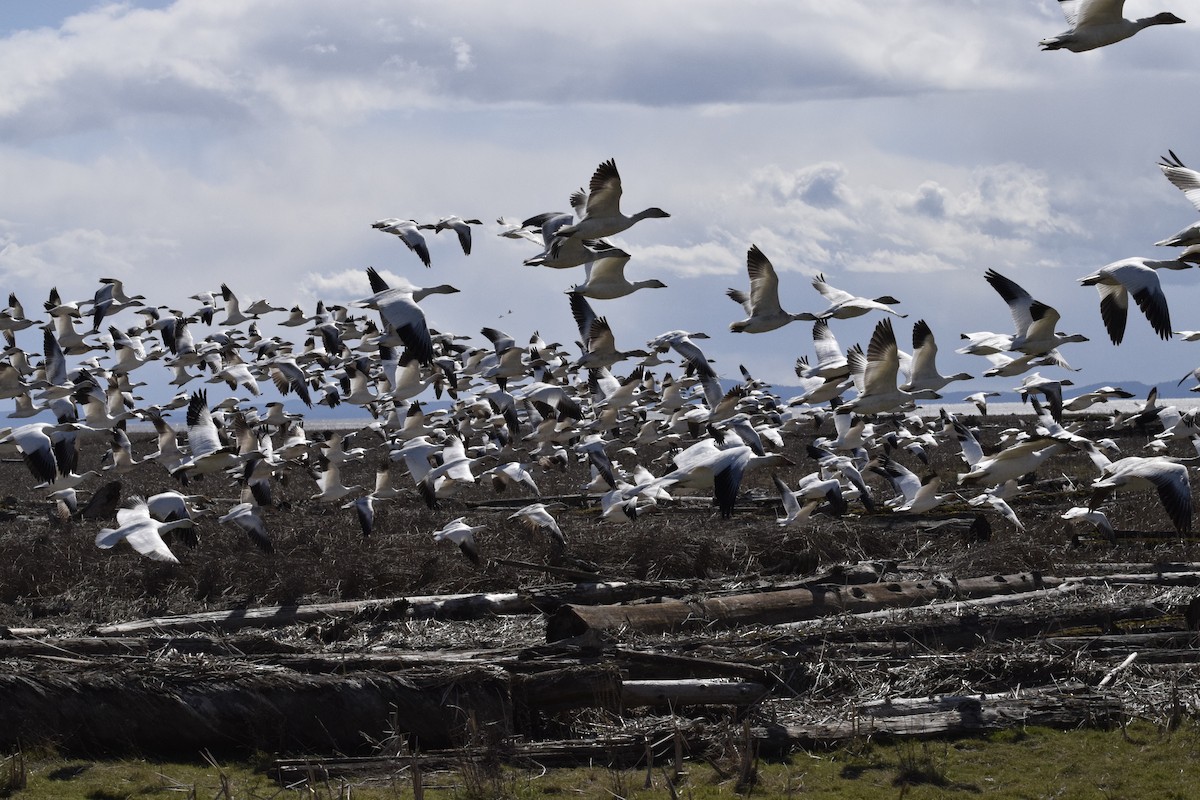 Elur-antzara - ML646774410