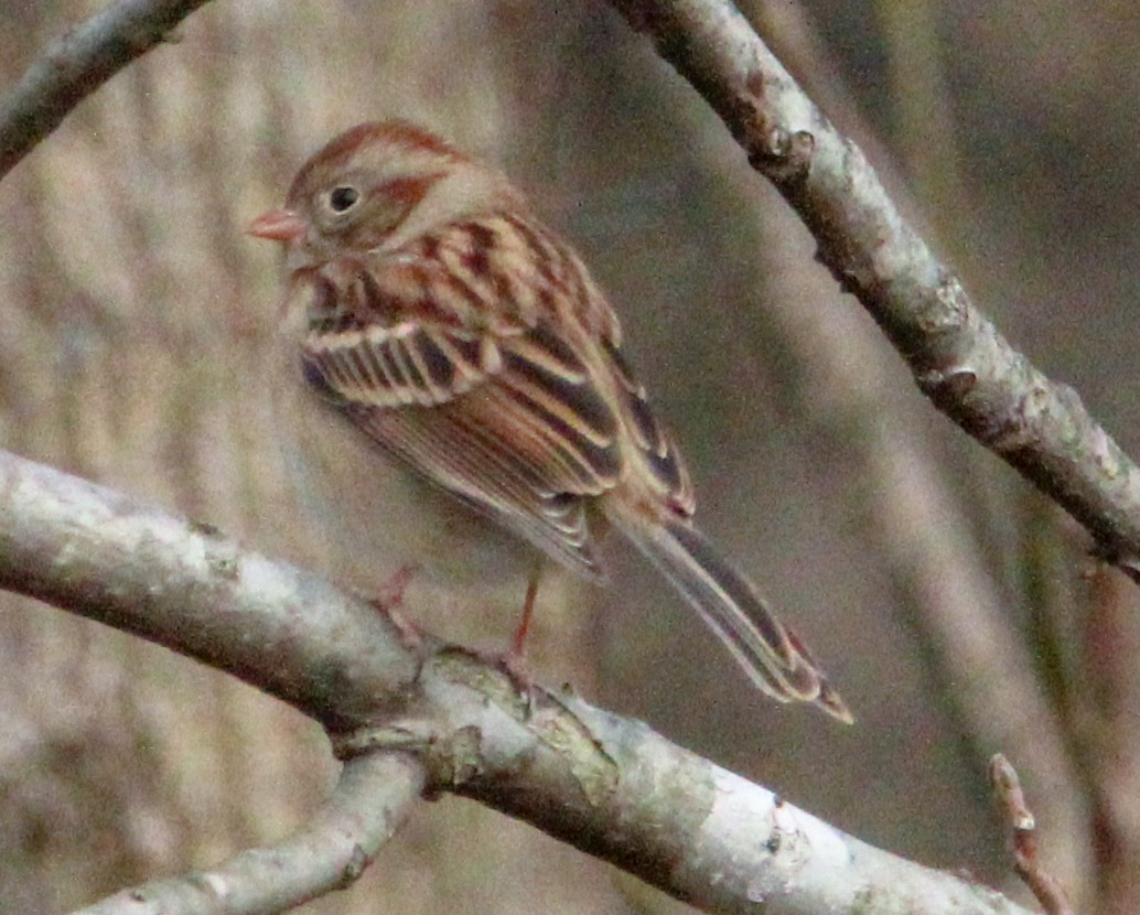 Field Sparrow - ML646774411