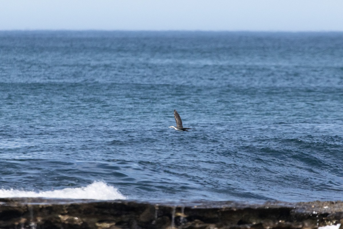 Pied Cormorant - ML646774412