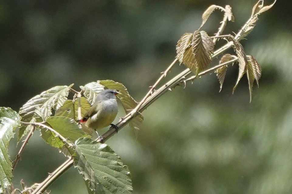 Yellow-bellied Waxbill - ML646774414