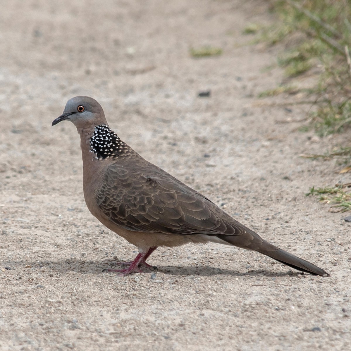 Spotted Dove - ML646774415