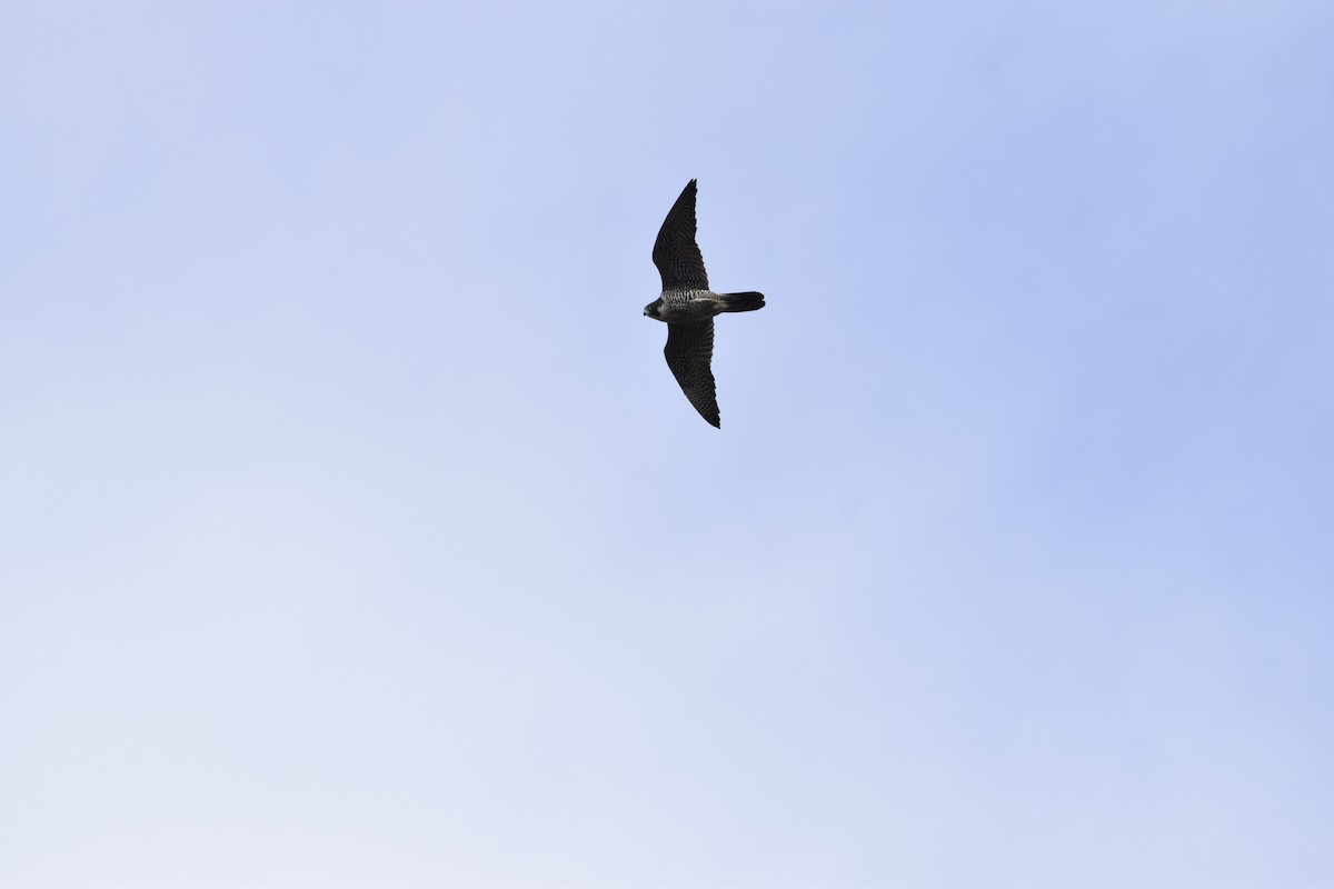 Belatz handia - ML646774416