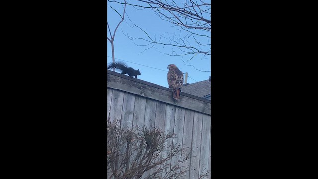 Zapelatz buztangorria - ML646774417