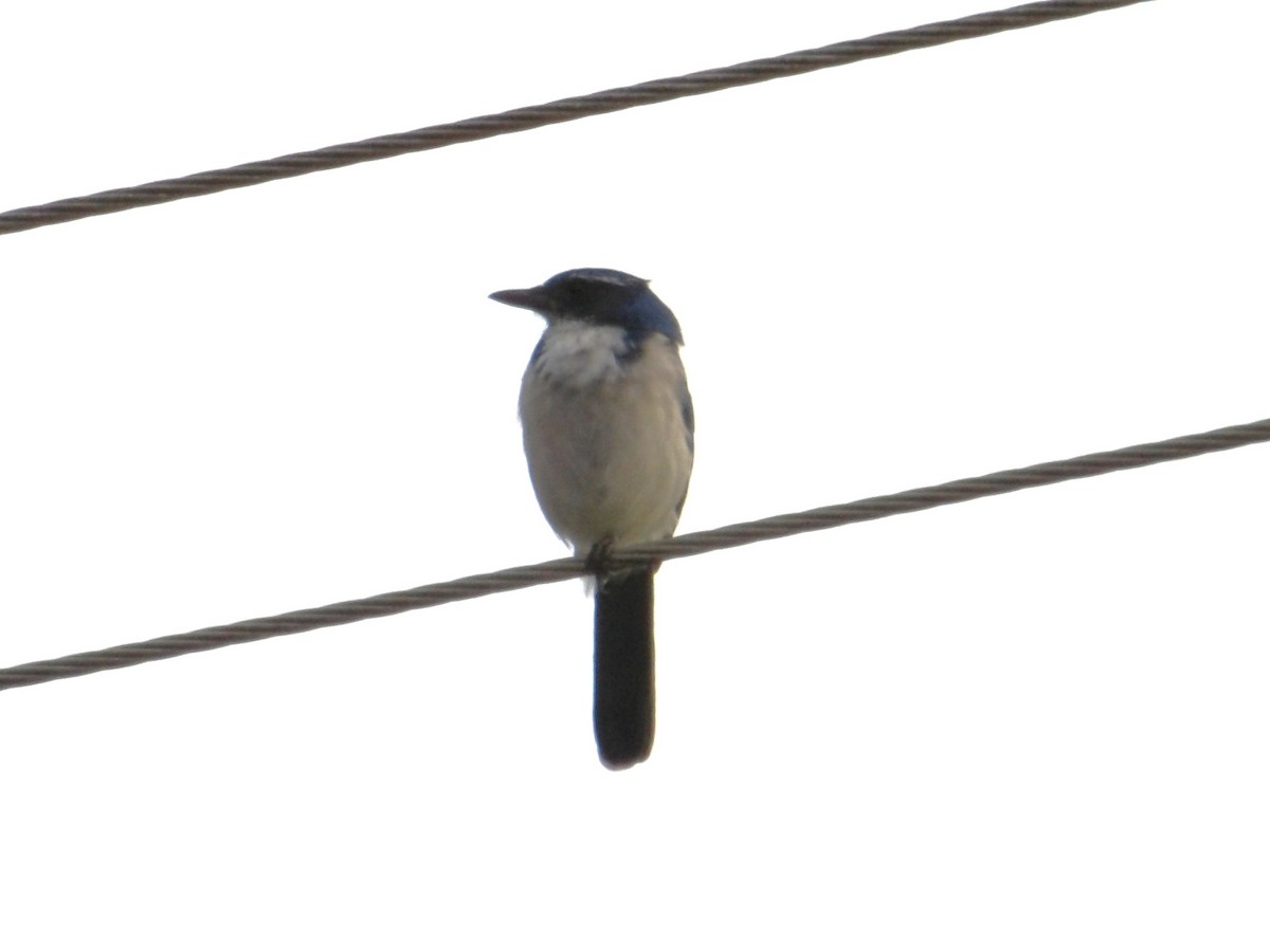 California Scrub-Jay - ML646774418