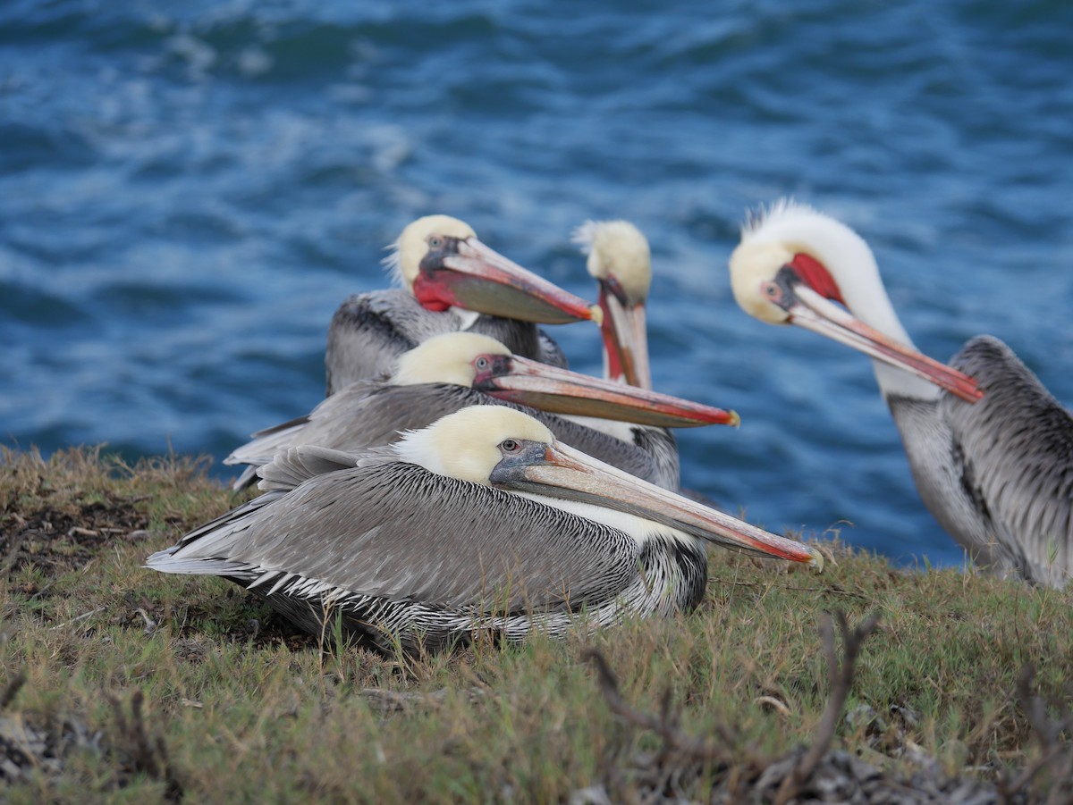 Pelikano arrea - ML646774420