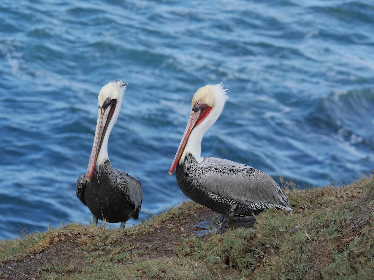 Pelikano arrea - ML646774421