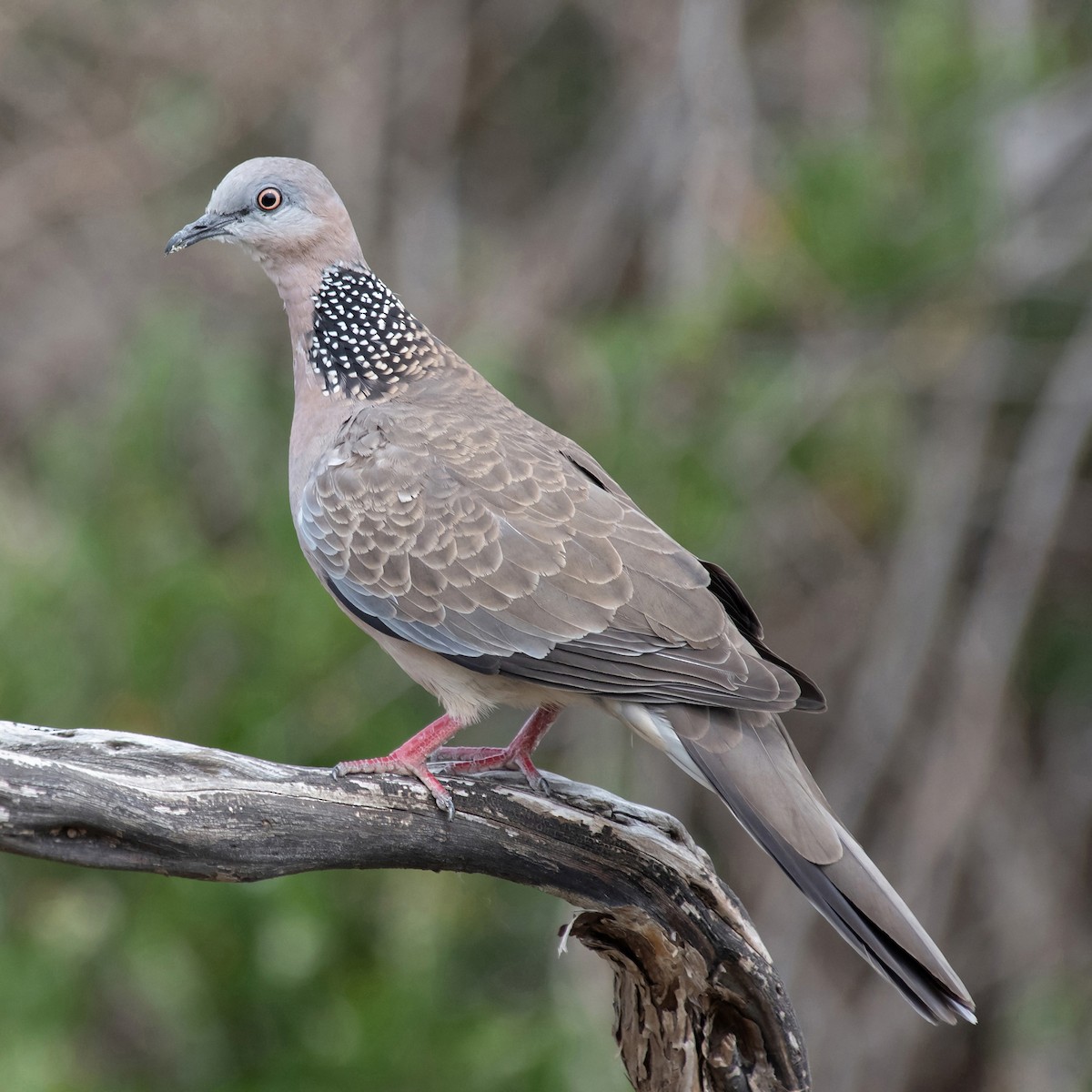 Spotted Dove - ML646774422