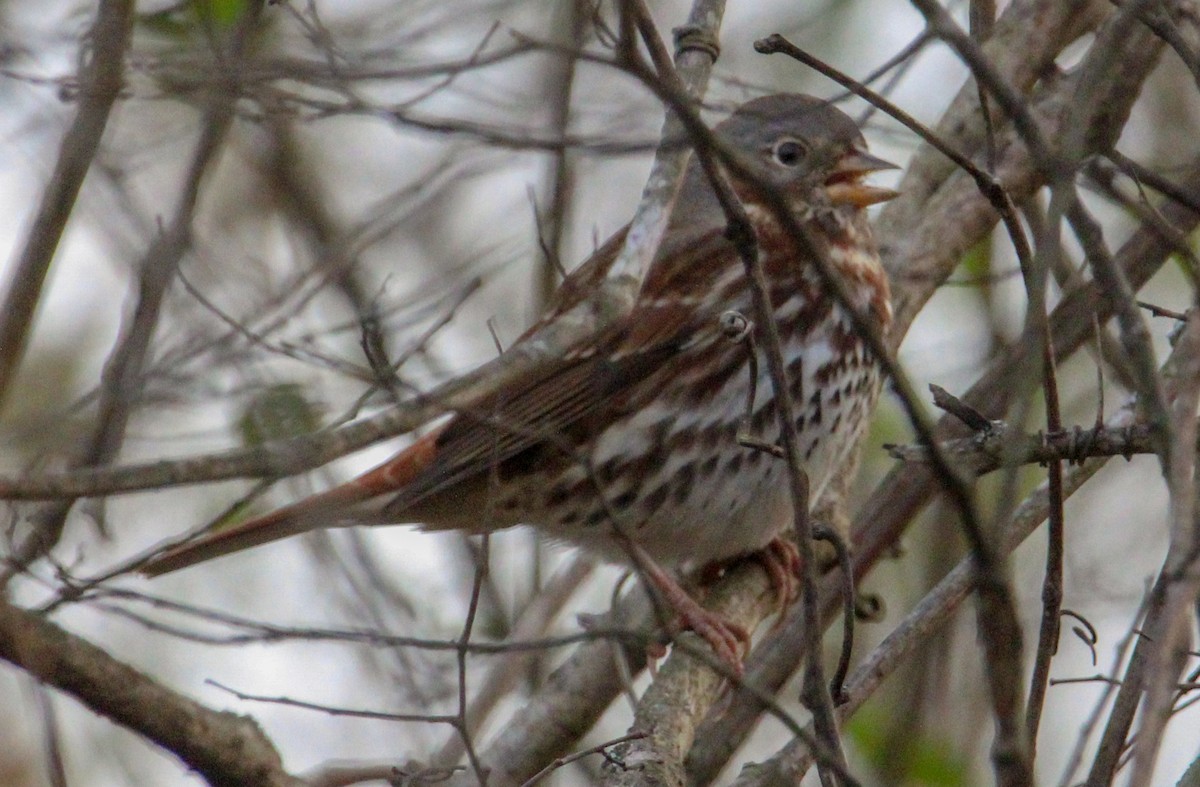 Fox Sparrow - ML646774423