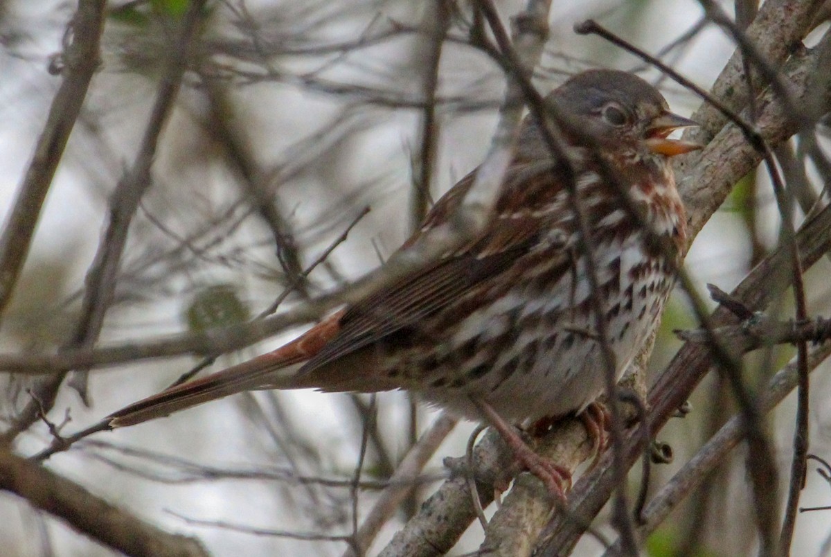 Fox Sparrow - ML646774424