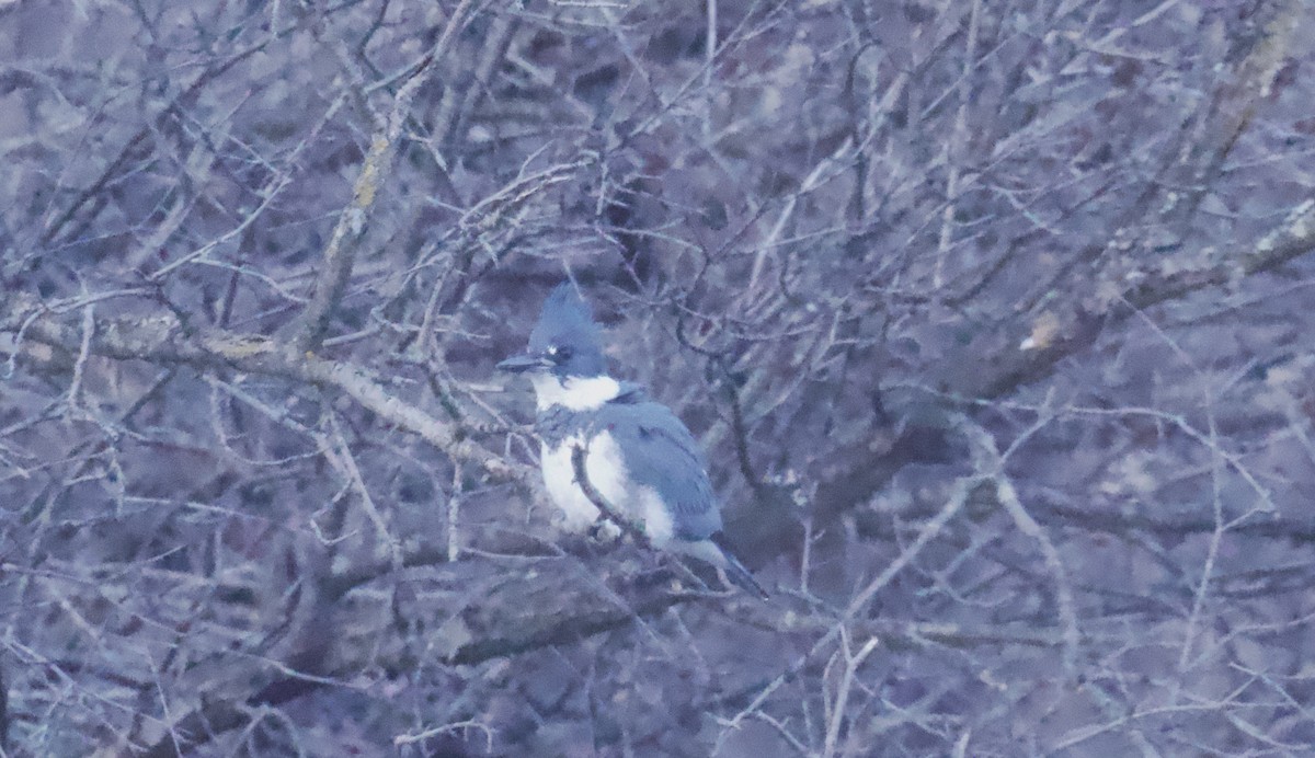 Martin handi iparramerikarra - ML646774425