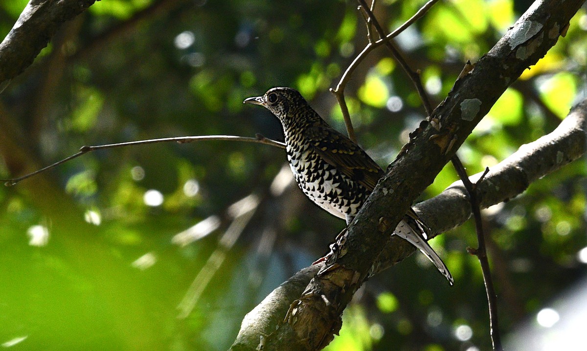 Urre-birigarro himalaiarra - ML646774426