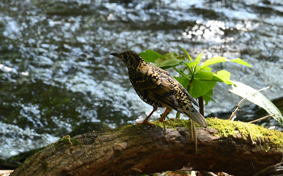 Urre-birigarro himalaiarra - ML646774427