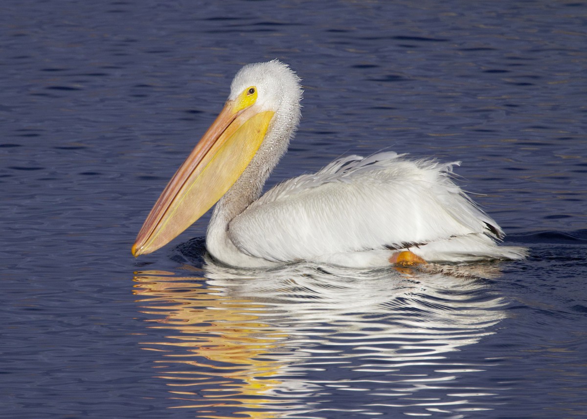 Pelikano zuri amerikarra - ML646774428