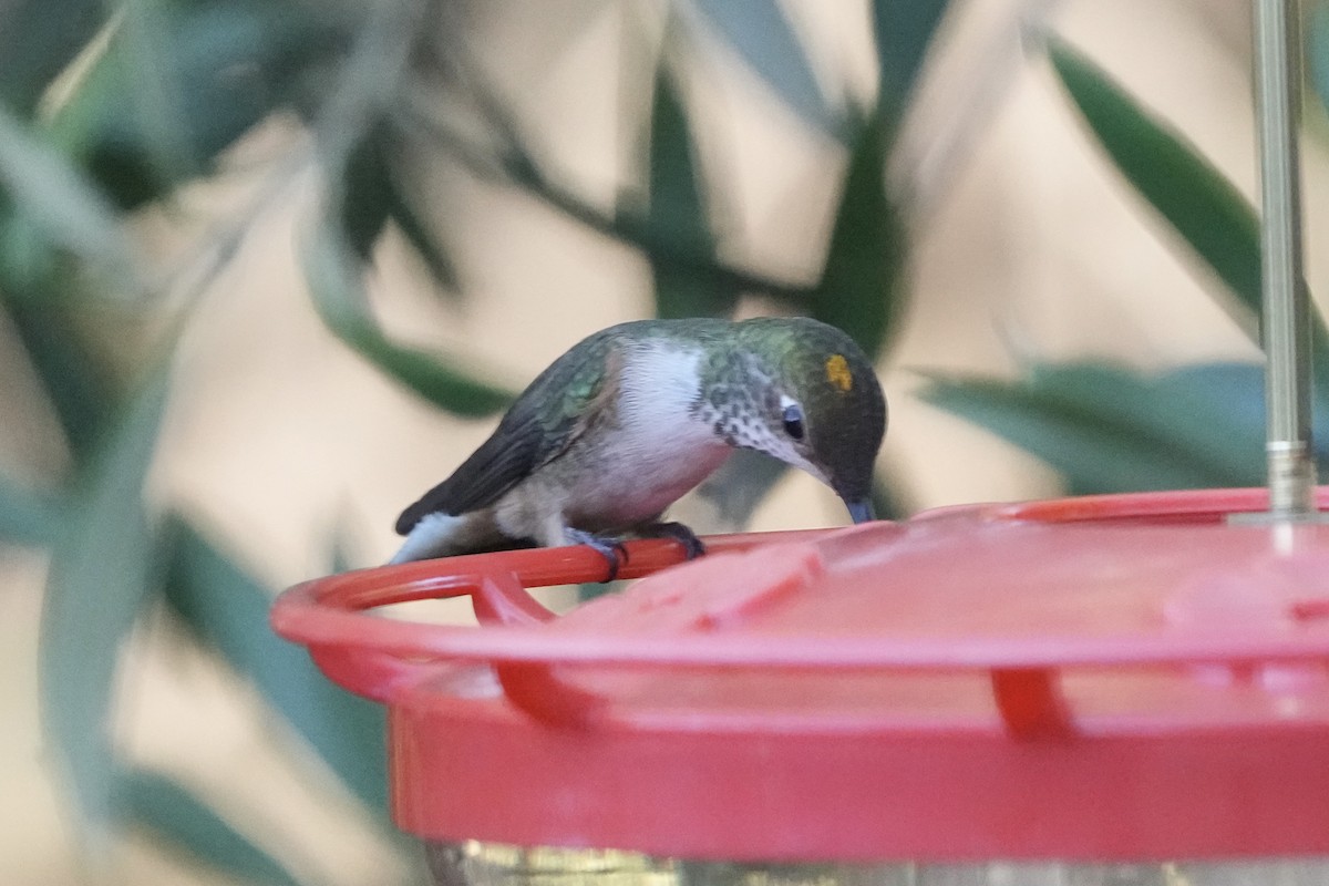 Anna's Hummingbird - ML646774429