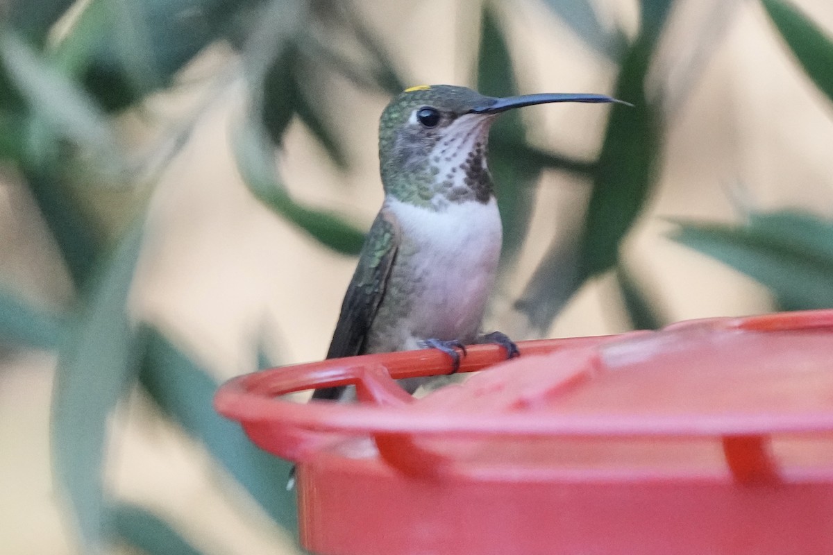 Anna's Hummingbird - ML646774430