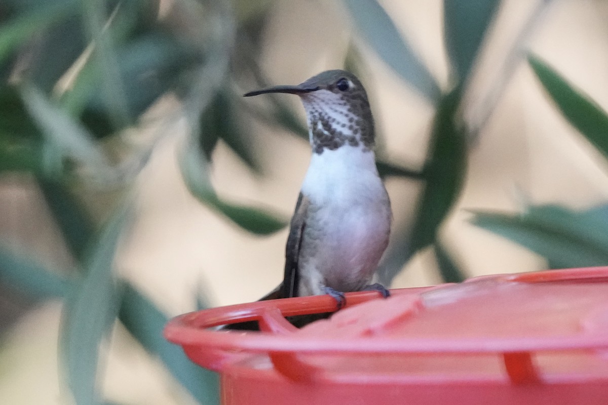 Anna's Hummingbird - ML646774431