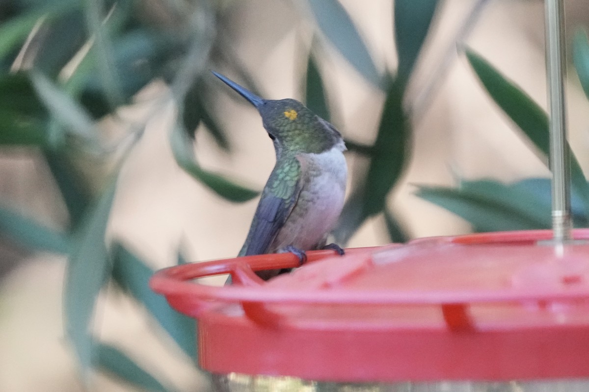 Anna's Hummingbird - ML646774432