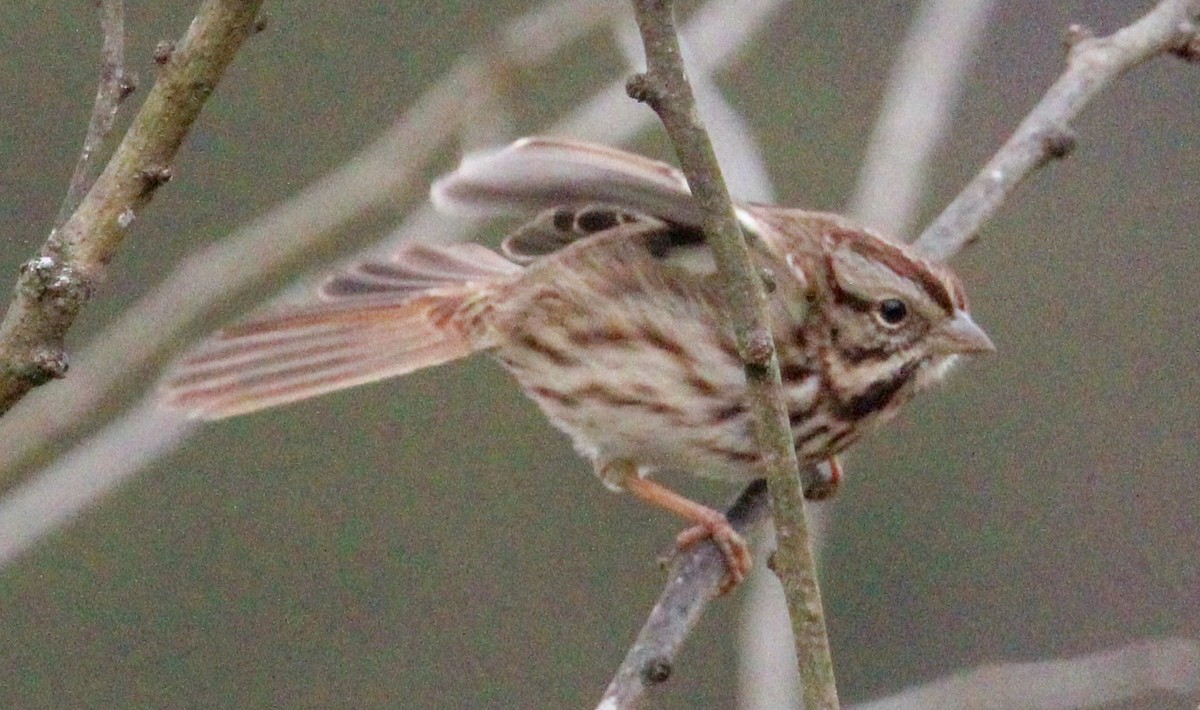 Song Sparrow - ML646774433
