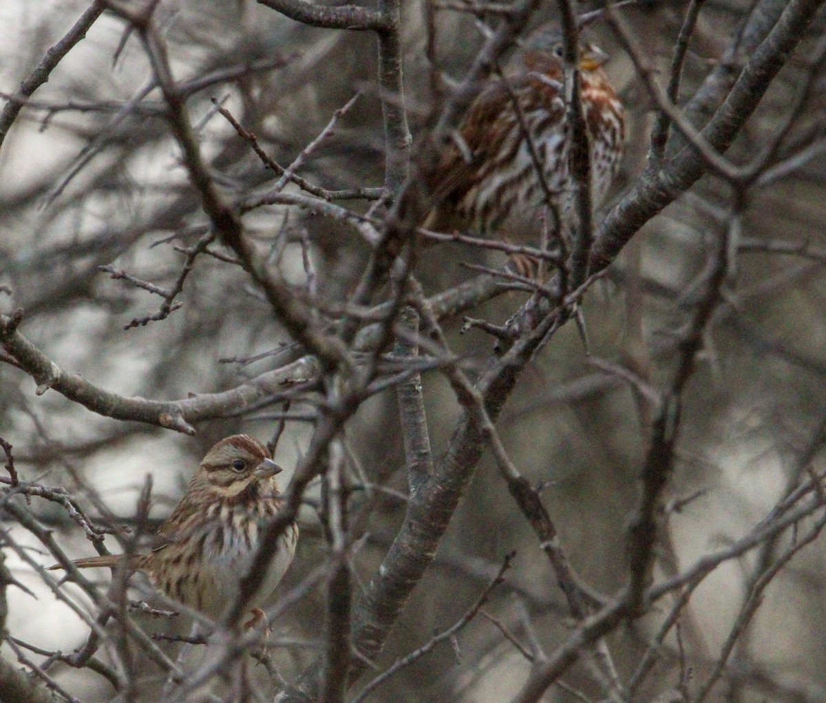 Song Sparrow - ML646774434