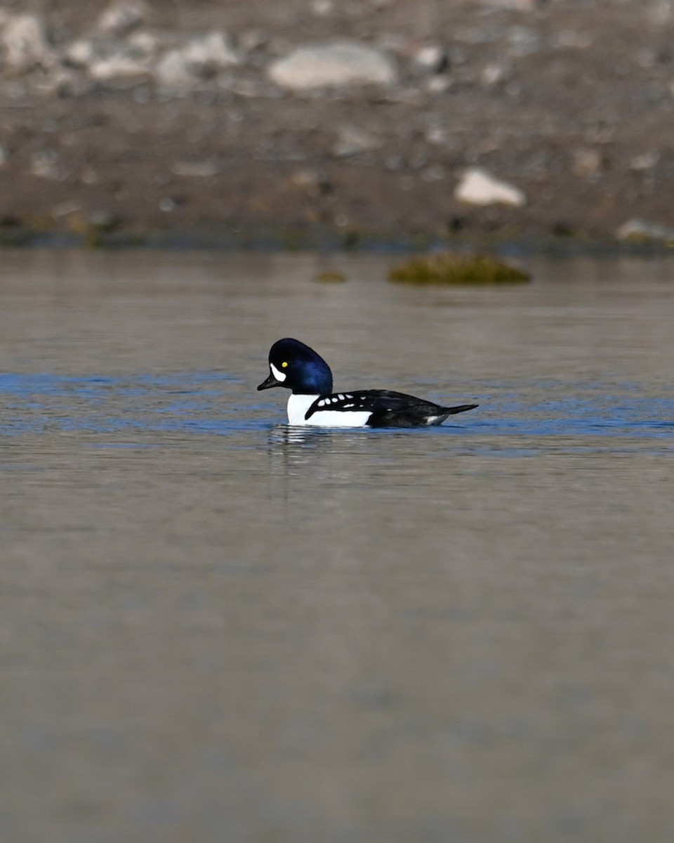 キタホオジロガモ - ML646774435