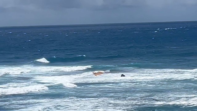 Faeton buztanzuria - ML646774436