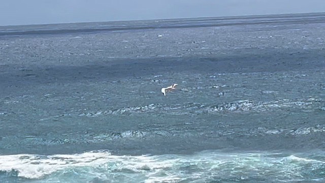 Faeton buztanzuria - ML646774437