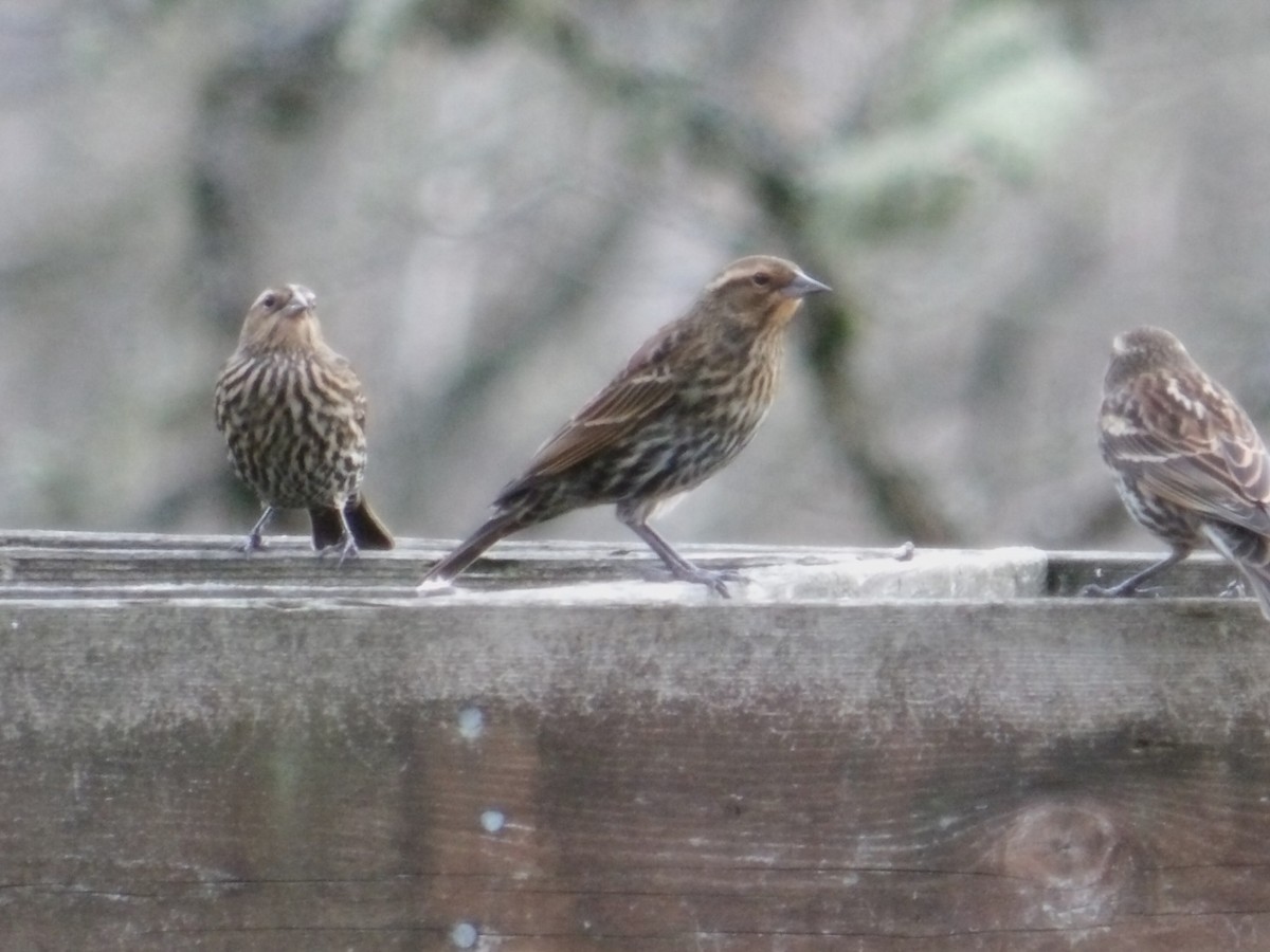 Red-winged Blackbird - ML646774439