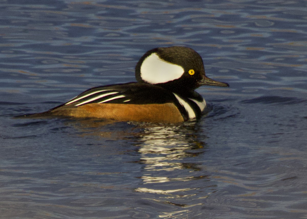 Hooded Merganser - ML646774442