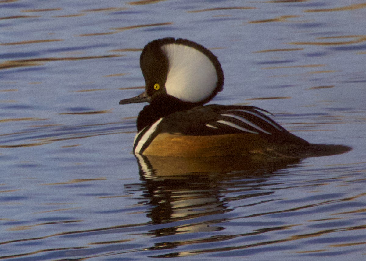 Hooded Merganser - ML646774443