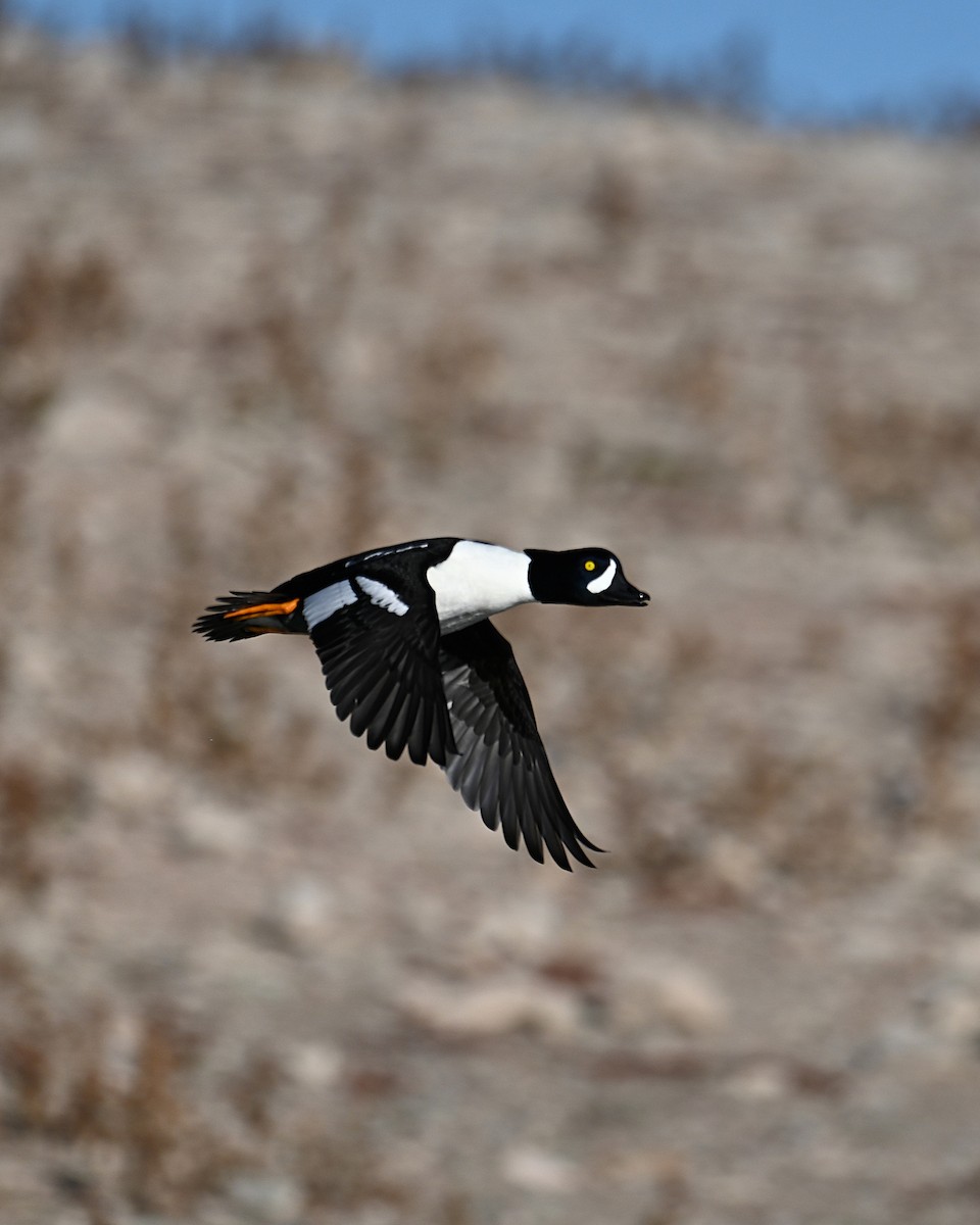 キタホオジロガモ - ML646774444