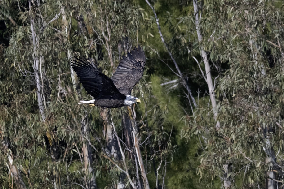 Bald Eagle - ML646774448