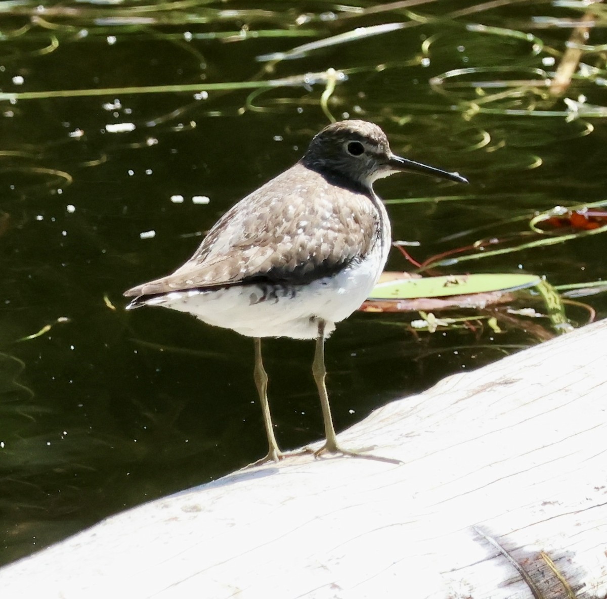 Andarríos Solitario - ML646774451