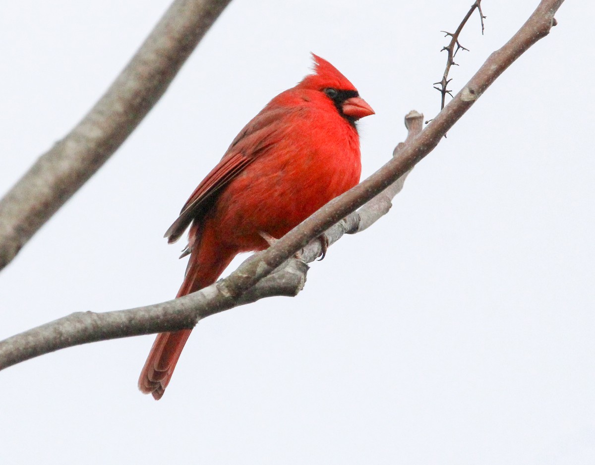 Northern Cardinal - ML646774453