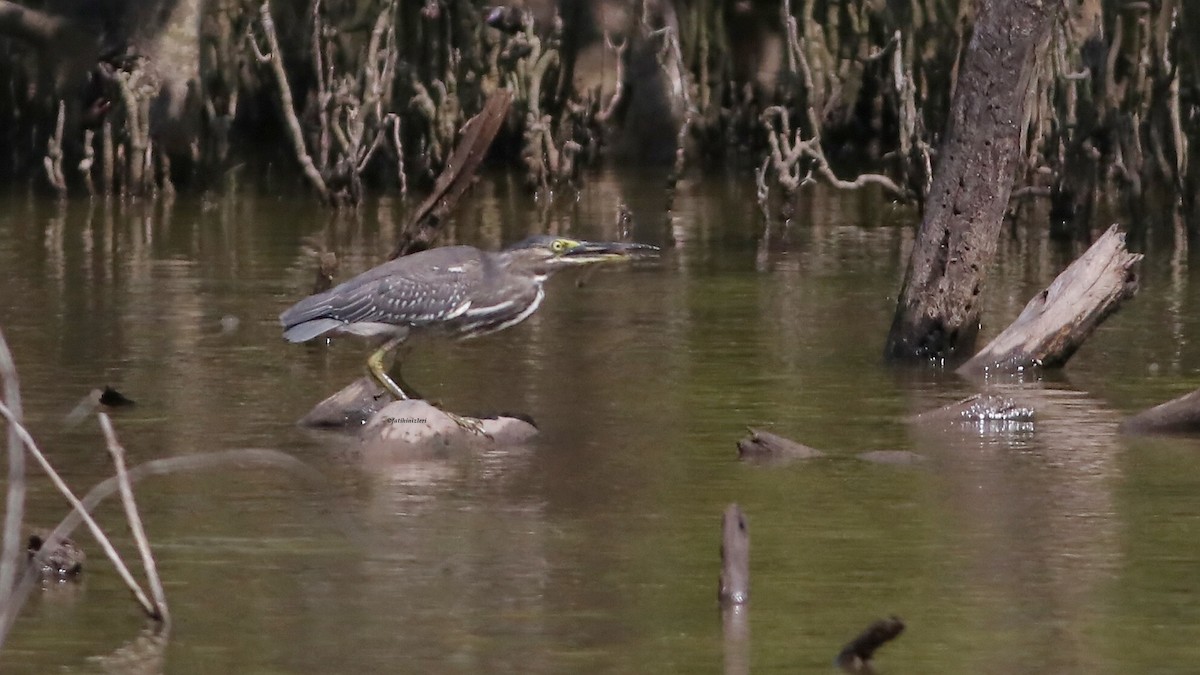 אפית מנגרובים - ML646774455