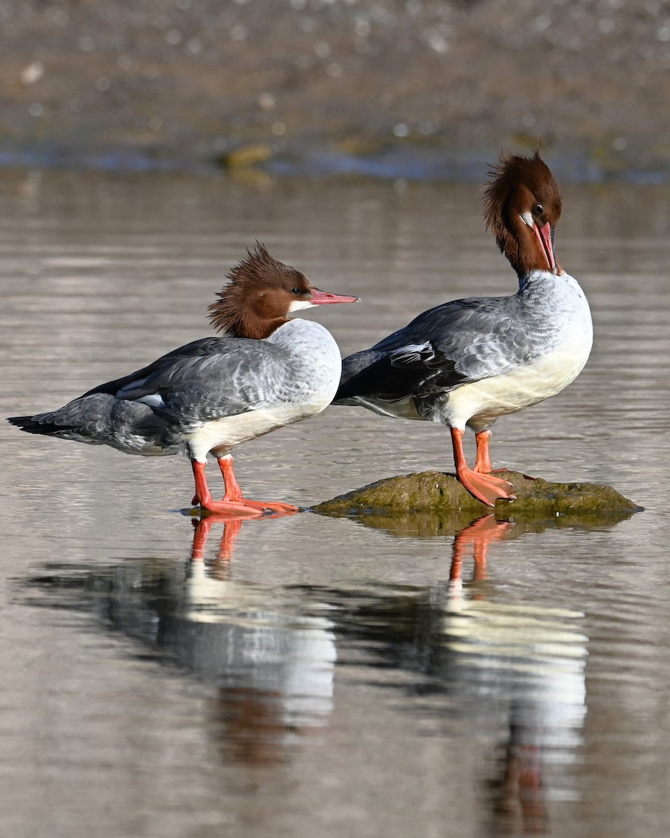 Zerra handia (iparramerikarra) - ML646774461