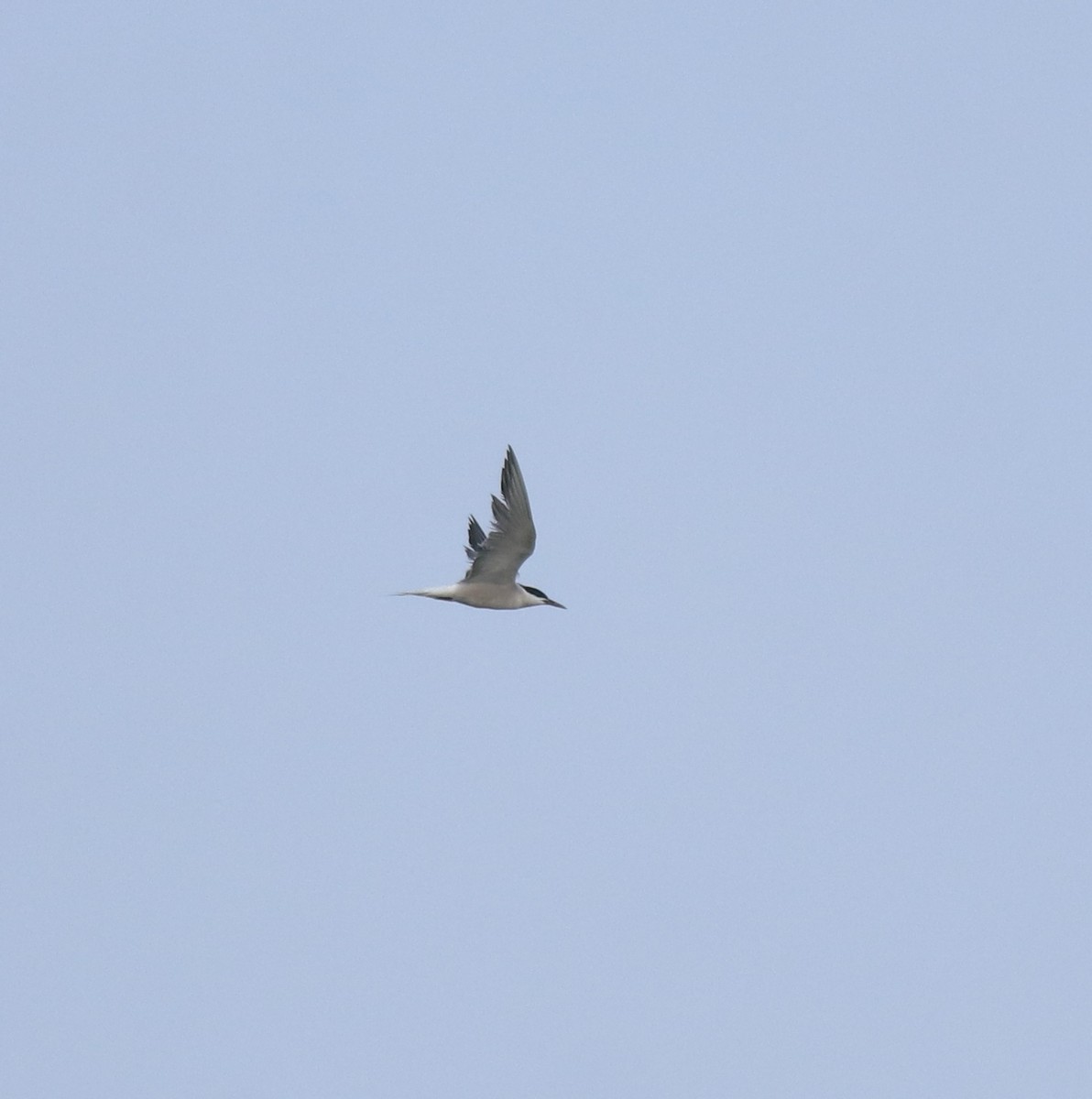 アジサシ - ML646774464