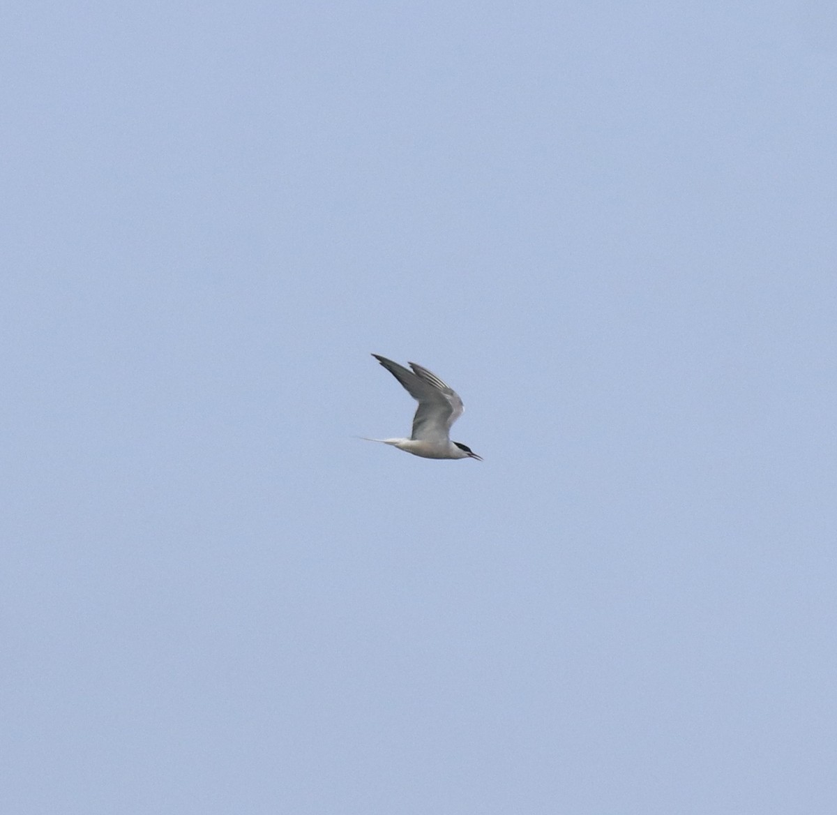 アジサシ - ML646774465