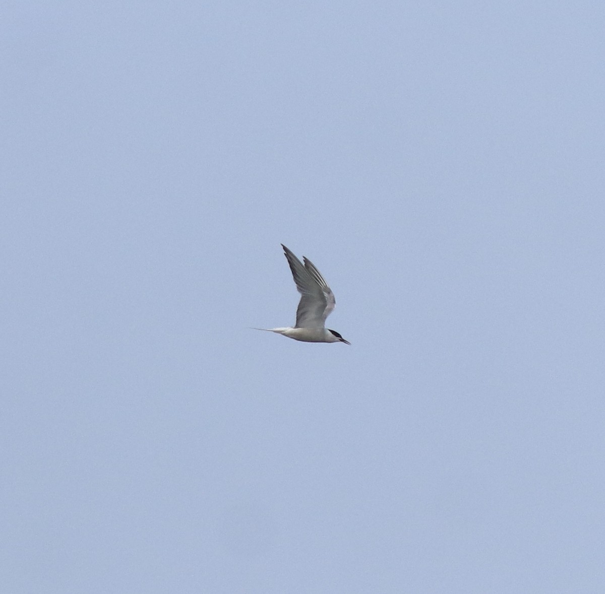 アジサシ - ML646774467