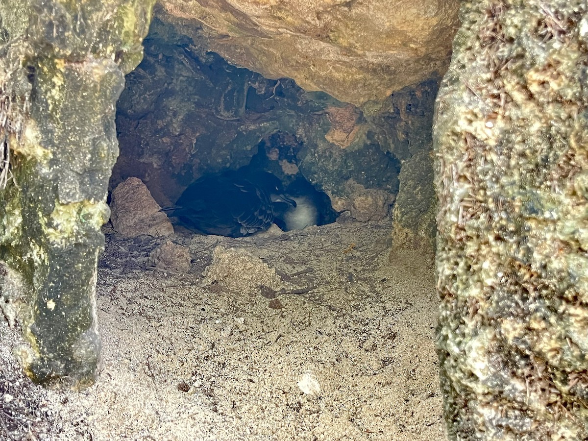 Pardela del Pacífico - ML646774478