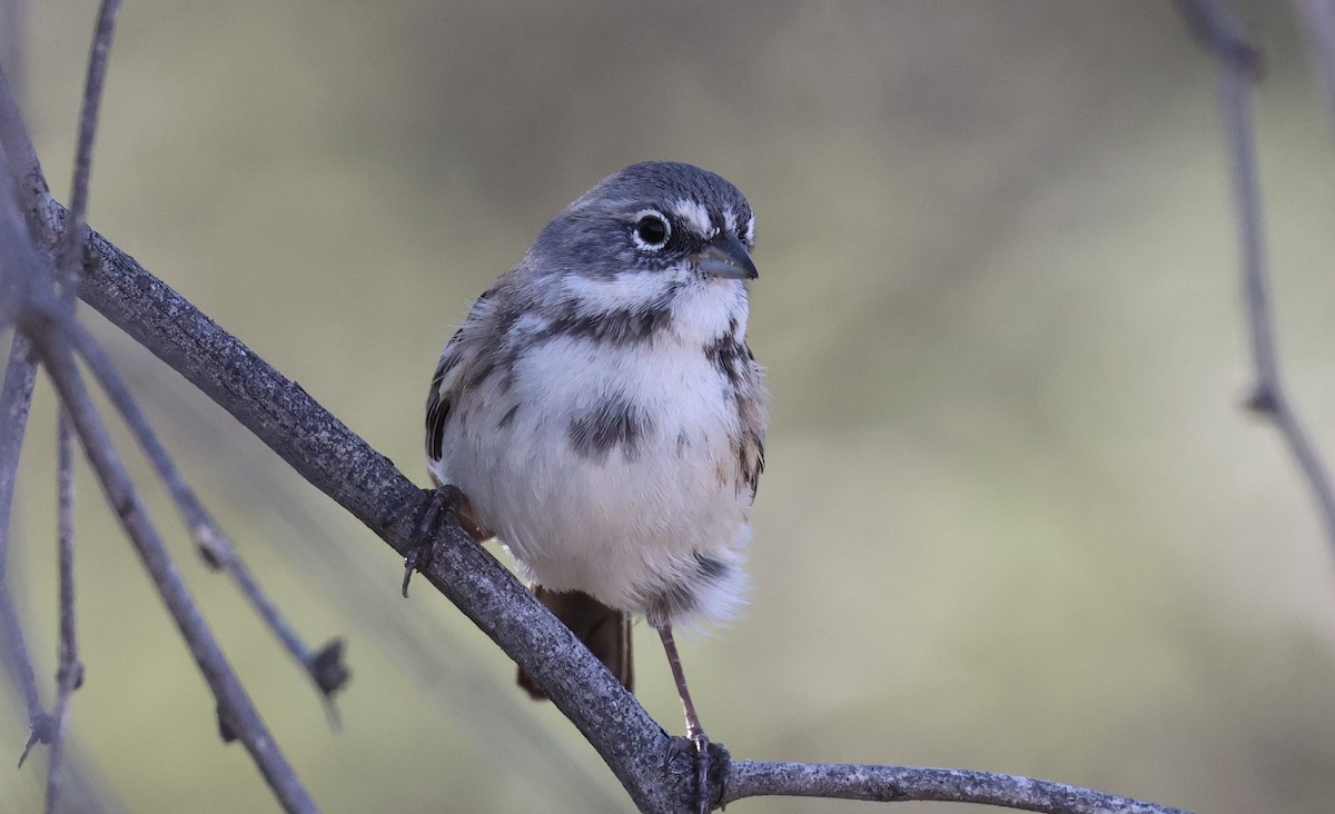 Bell's Sparrow - ML646774479
