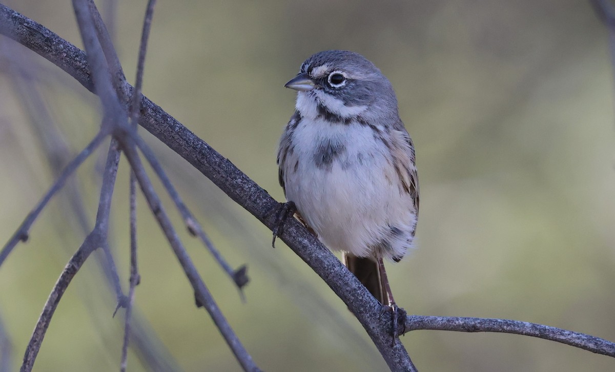 Bell's Sparrow - ML646774480