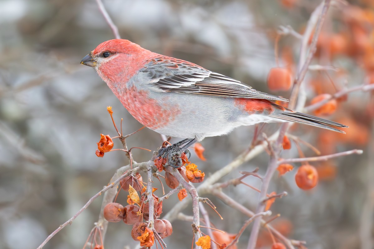 ギンザンマシコ - ML646774481