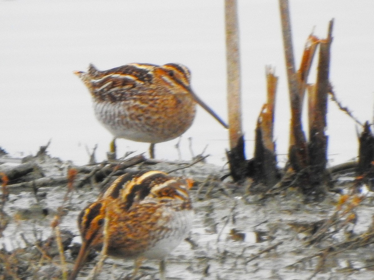 חרטומית אמריקנית - ML646774491
