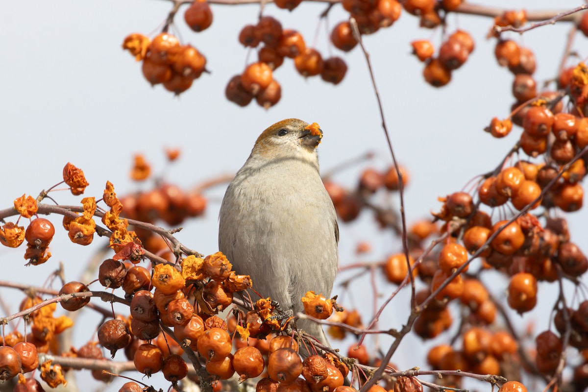 ギンザンマシコ - ML646774493